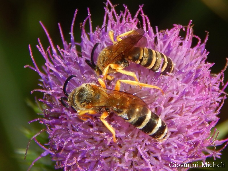 Halictus scabiosae